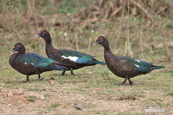 Moschusente (Cairina moschata)