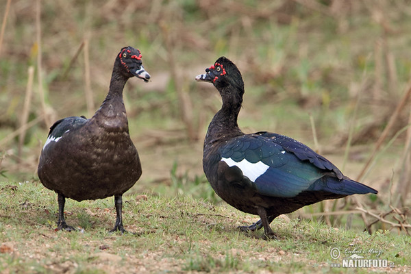 Moschusente (Cairina moschata)