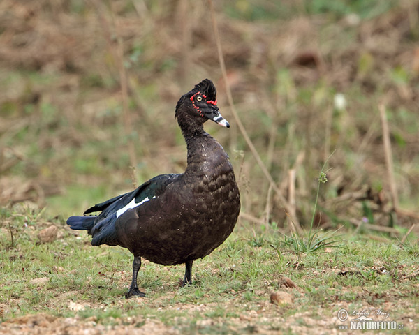 Moschusente (Cairina moschata)