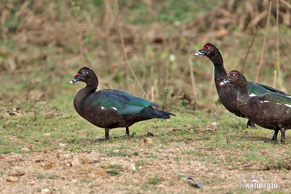 Moschusente (Cairina moschata)