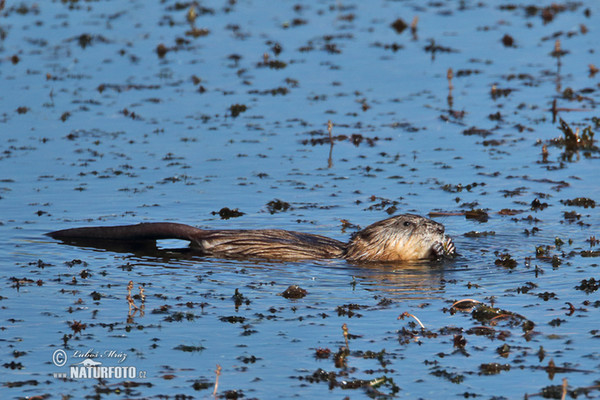 Muskrats (Ondatra zibethicus)