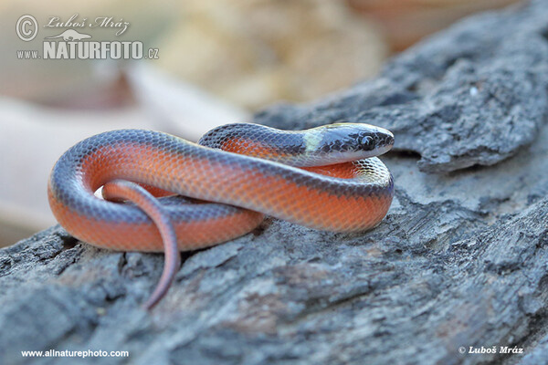 Mussurana bicolor (Mussurana bicolor)