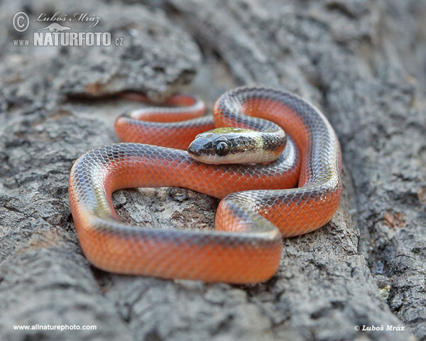 Mussurana bicolor (Mussurana bicolor)