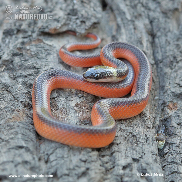 Mussurana bicolor (Mussurana bicolor)