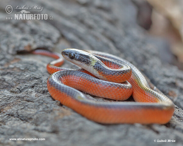 Mussurana bicolor (Mussurana bicolor)