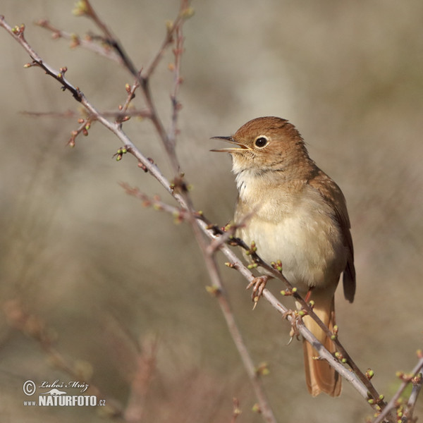 Nachtigall (Luscinia megarhynchos)