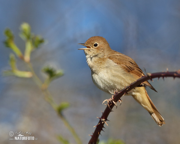 Nachtigall (Luscinia megarhynchos)