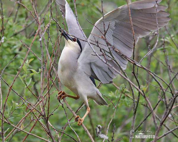 Nachtreiher (Nycticorax nycticorax)