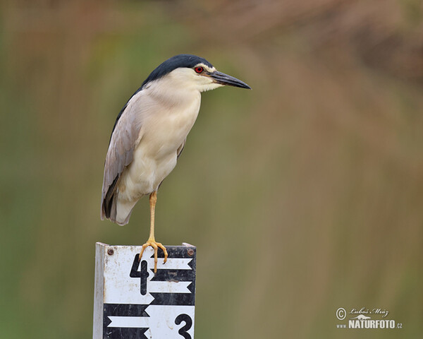 Nachtreiher (Nycticorax nycticorax)