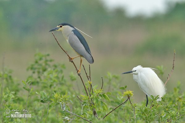 Nachtreiher (Nycticorax nycticorax)