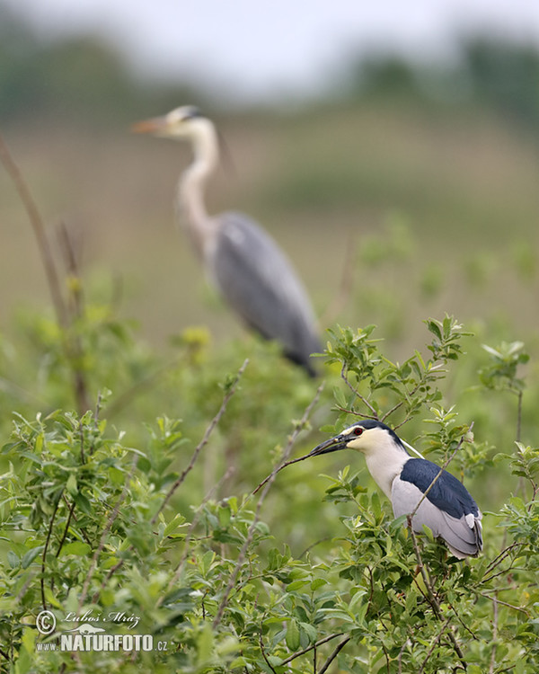 Nachtreiher (Nycticorax nycticorax)