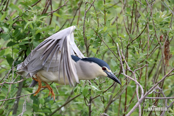 Nachtreiher (Nycticorax nycticorax)