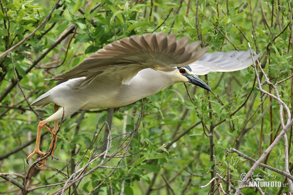 Nachtreiher (Nycticorax nycticorax)