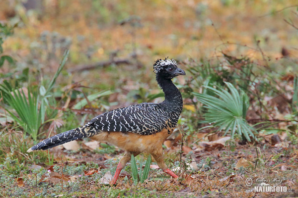 Nacktgesichthokko (Crax fasciolata)