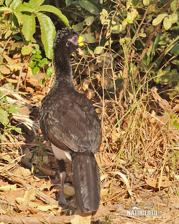 Nacktgesichthokko (Crax fasciolata)