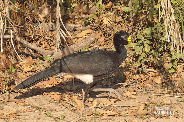 Nacktgesichthokko (Crax fasciolata)