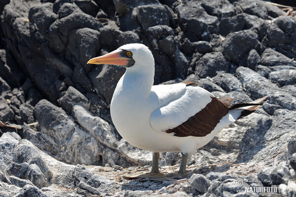 Nazca Tölpel (Sula granti)