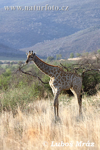 Netzgiraffe giraffe (Giraffa camelopardalis giraffa)