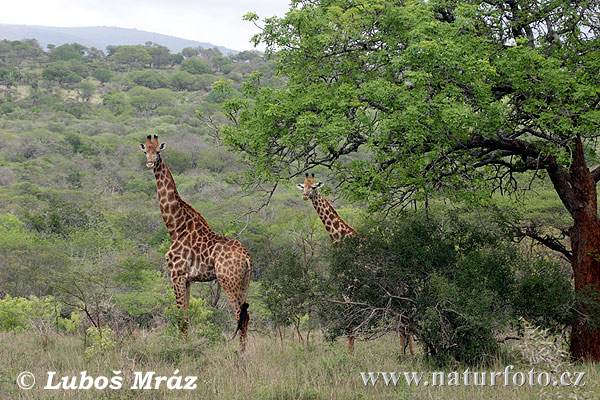 Netzgiraffe giraffe (Giraffa camelopardalis giraffa)