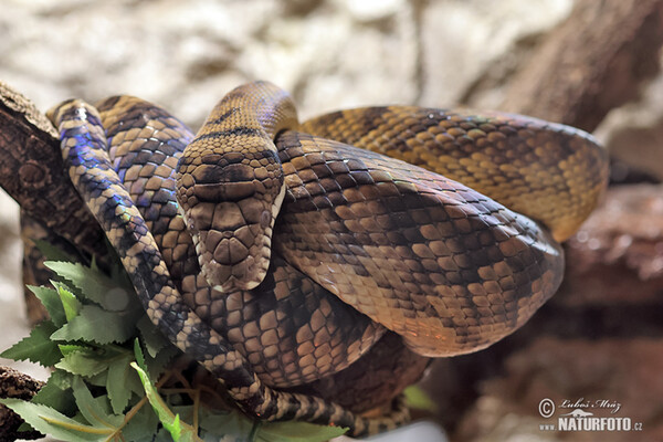 Neuguinea-Amethystpython (Morelia amethistina)