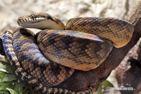 Neuguinea-Amethystpython (Morelia amethistina)