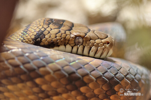 Neuguinea-Amethystpython (Morelia amethistina)