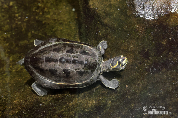 Neuguinea-Schnappschildkröte (Hardella thurjii)