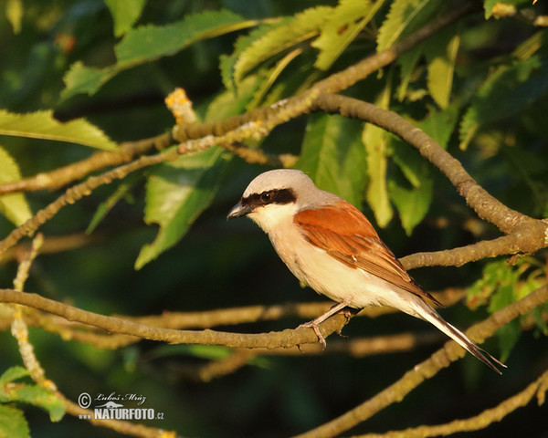 Neuntöter (Lanius collurio)