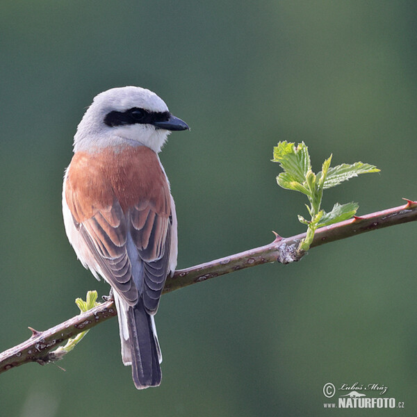 Neuntöter (Lanius collurio)