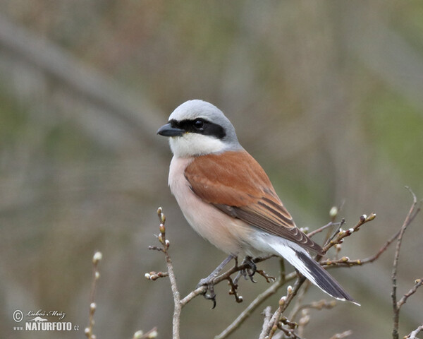 Neuntöter (Lanius collurio)