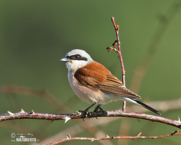 Neuntöter (Lanius collurio)