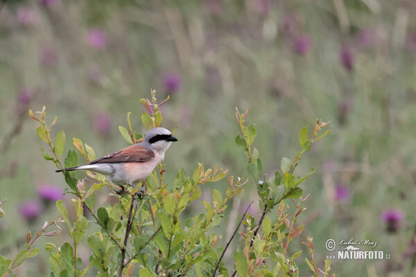 Neuntöter (Lanius collurio)