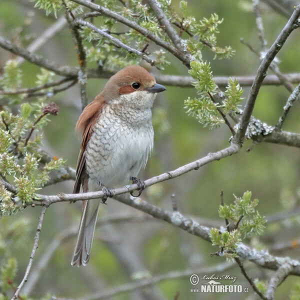 Neuntöter (Lanius collurio)