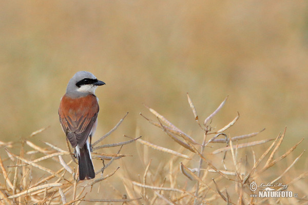 Neuntöter (Lanius collurio)