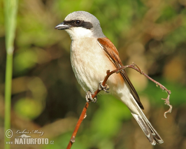 Neuntöter (Lanius collurio)