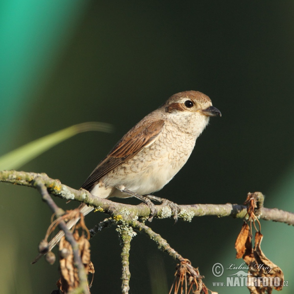 Neuntöter (Lanius collurio)