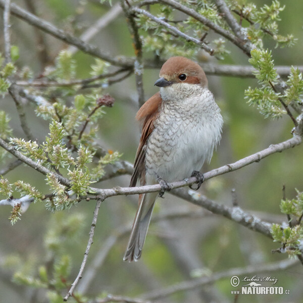 Neuntöter (Lanius collurio)