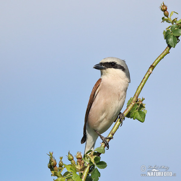 Neuntöter (Lanius collurio)