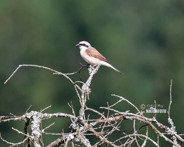 Neuntöter (Lanius collurio)