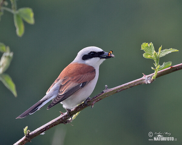 Neuntöter (Lanius collurio)