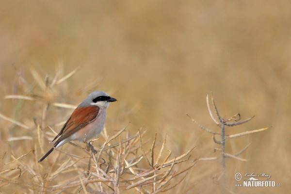 Neuntöter (Lanius collurio)