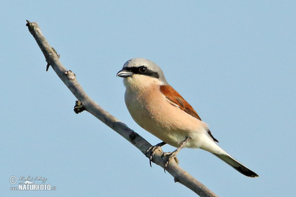 Neuntöter (Lanius collurio)