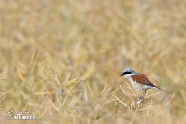 Neuntöter (Lanius collurio)