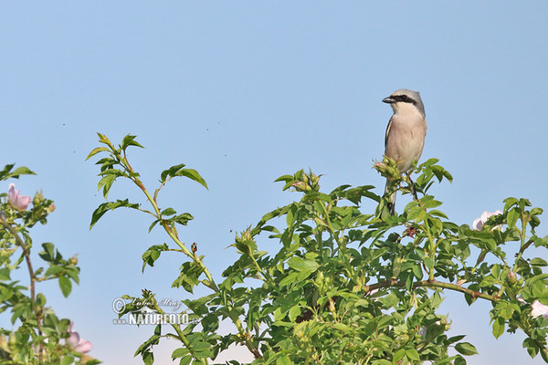 Neuntöter (Lanius collurio)