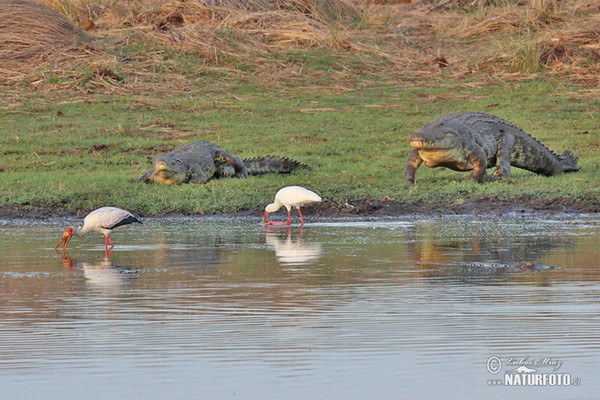 Nilekrokodil (Crocodylus niloticus)