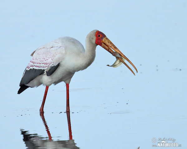 Nimmersatt (Mycteria ibis)