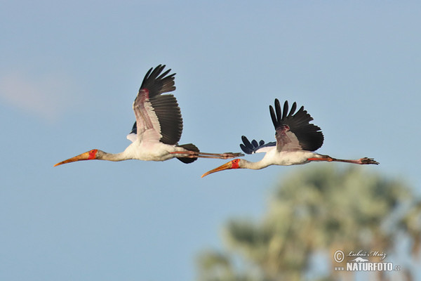 Nimmersatt (Mycteria ibis)