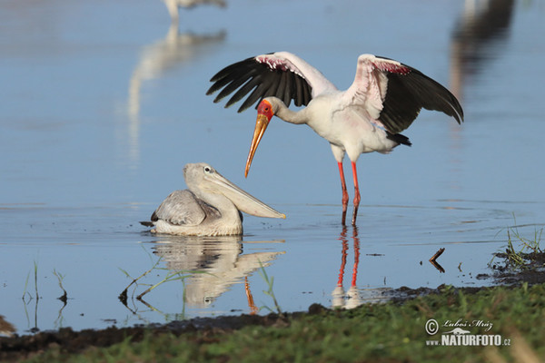 Nimmersatt (Mycteria ibis)