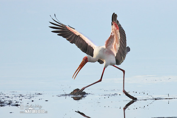 Nimmersatt (Mycteria ibis)