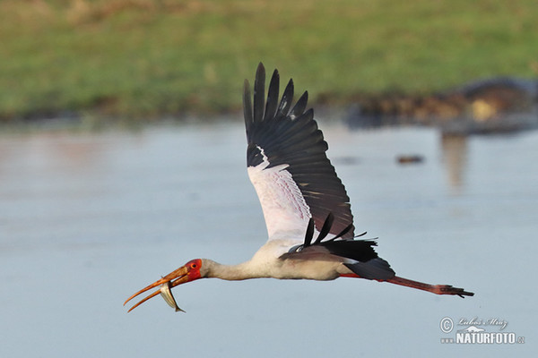 Nimmersatt (Mycteria ibis)